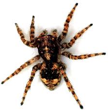 Brown Recluse Spider iraq afghanistan spidres psider